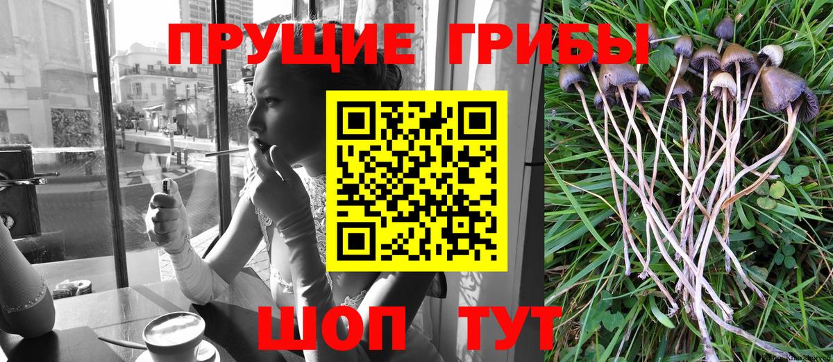 Камень-на-Оби  Галлюциногенные грибы мухоморы  Вход с VPN  Псилоцибиновые грибы Psilocybine cubensis 